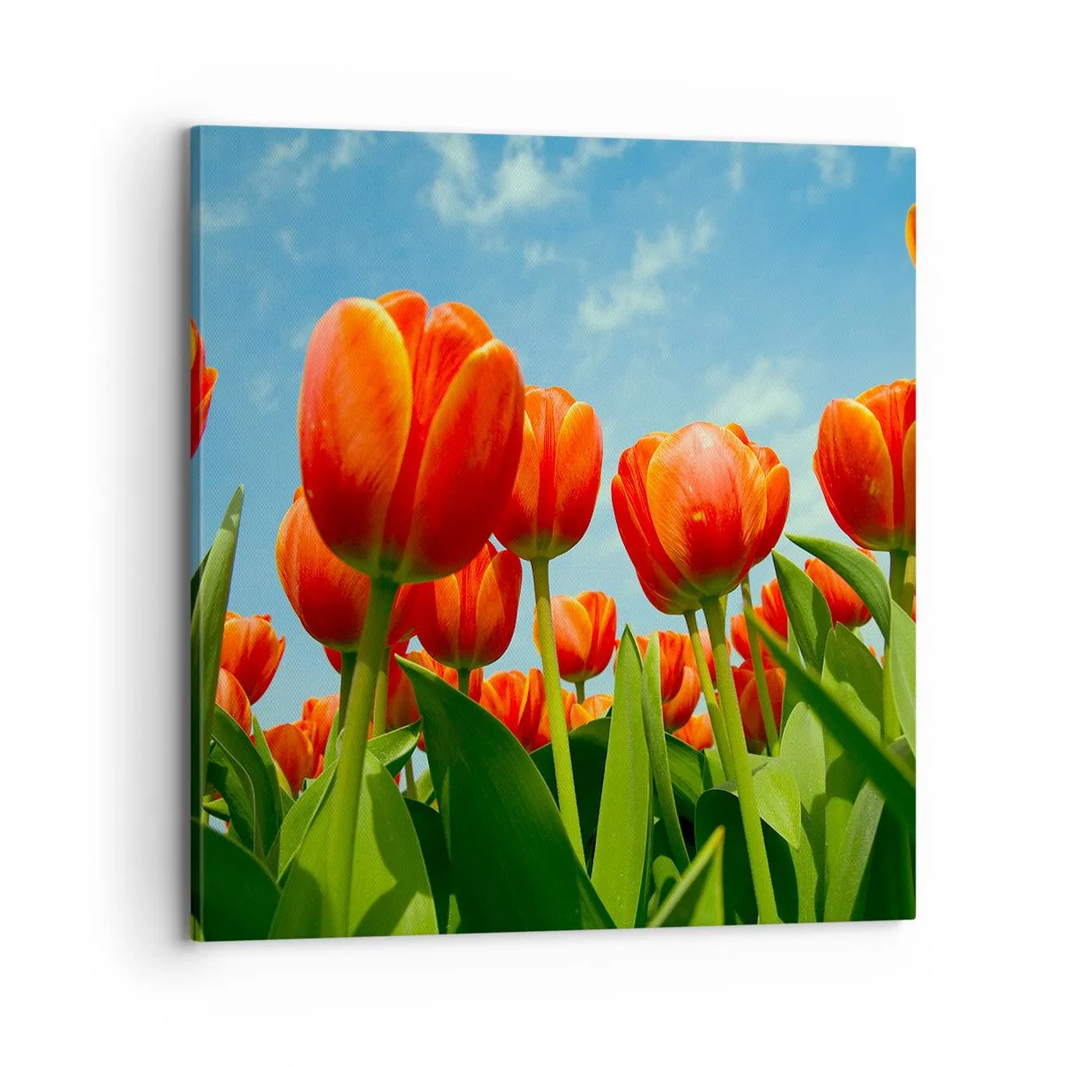 Schilderen op canvas - Afgezien van de blauwe lucht hebben ze niets nodig in hun leven - 70x70 cm