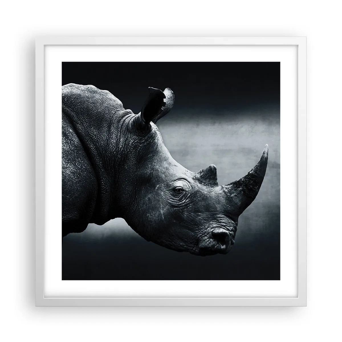 Poster in een witte lijst - Rechts profiel - 50x50 cm