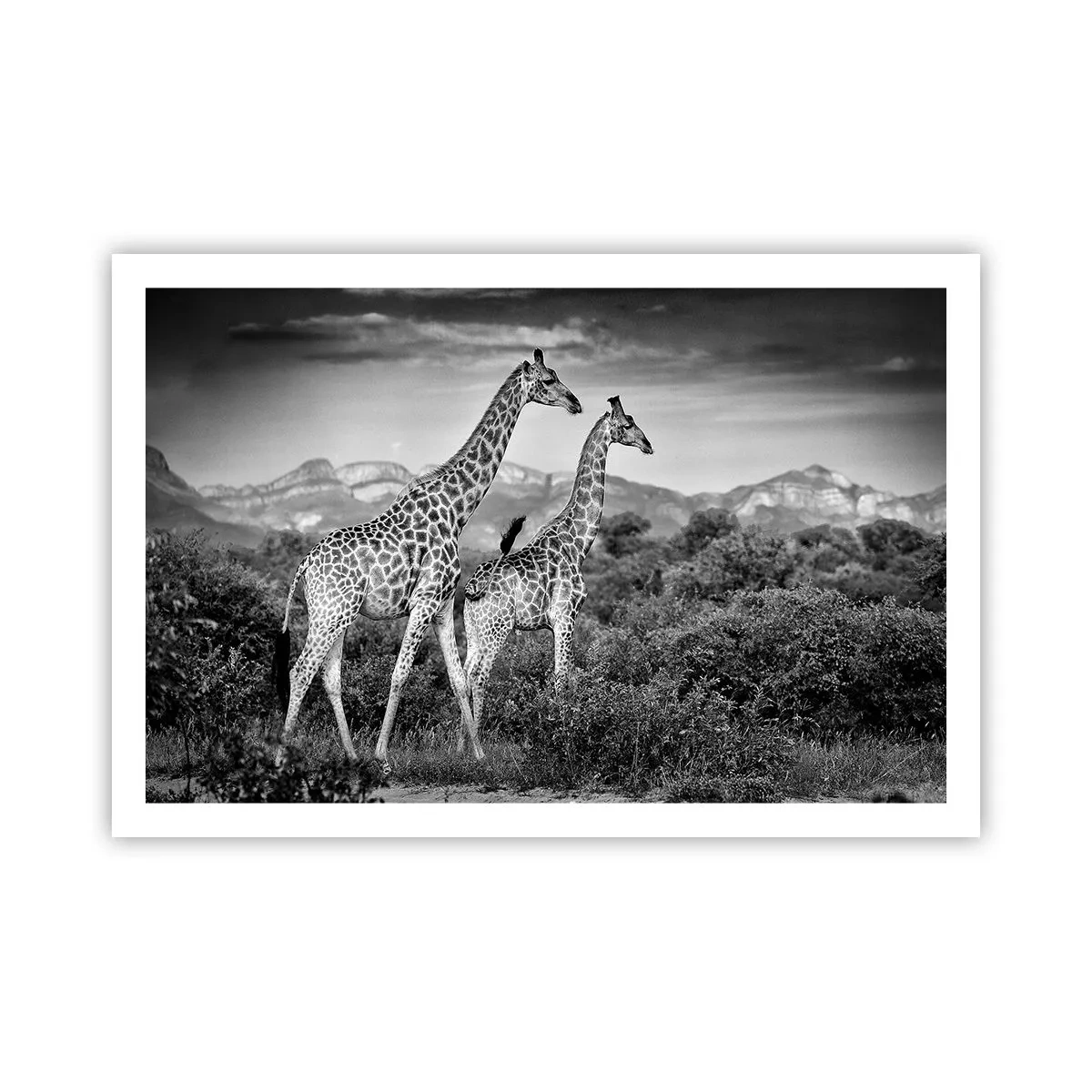Poster - Hoge sferen in Afrika - 91x61 cm