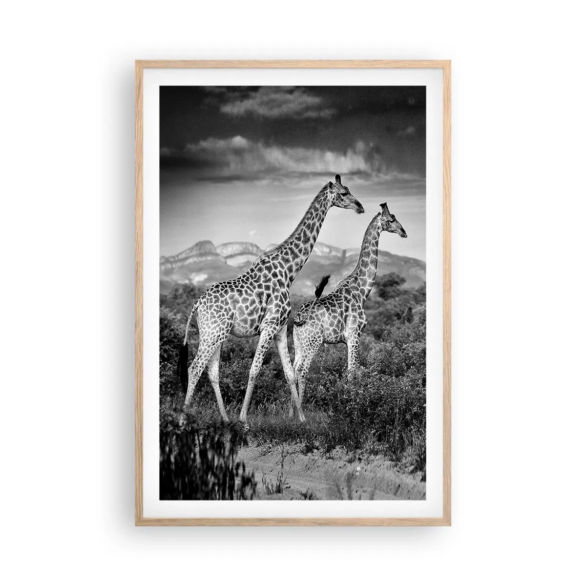 Een poster in een licht eiken lijst - Hoge sferen in Afrika - 61x91 cm