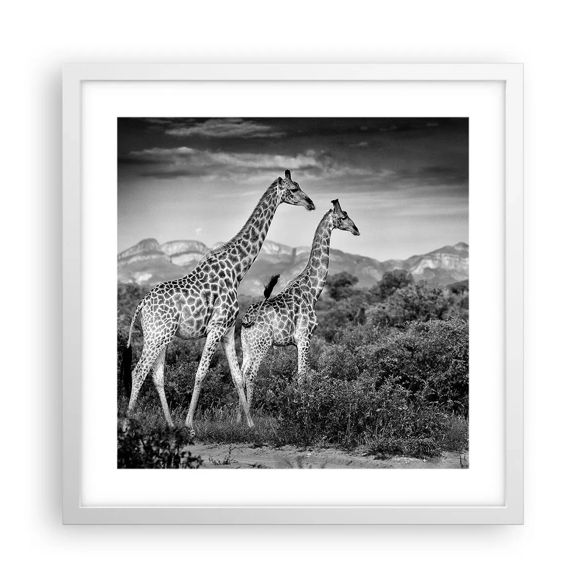 Poster in een witte lijst - Hoge sferen in Afrika - 40x40 cm