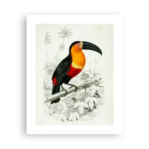 Poster - Kleuren van vogels - 40x50 cm