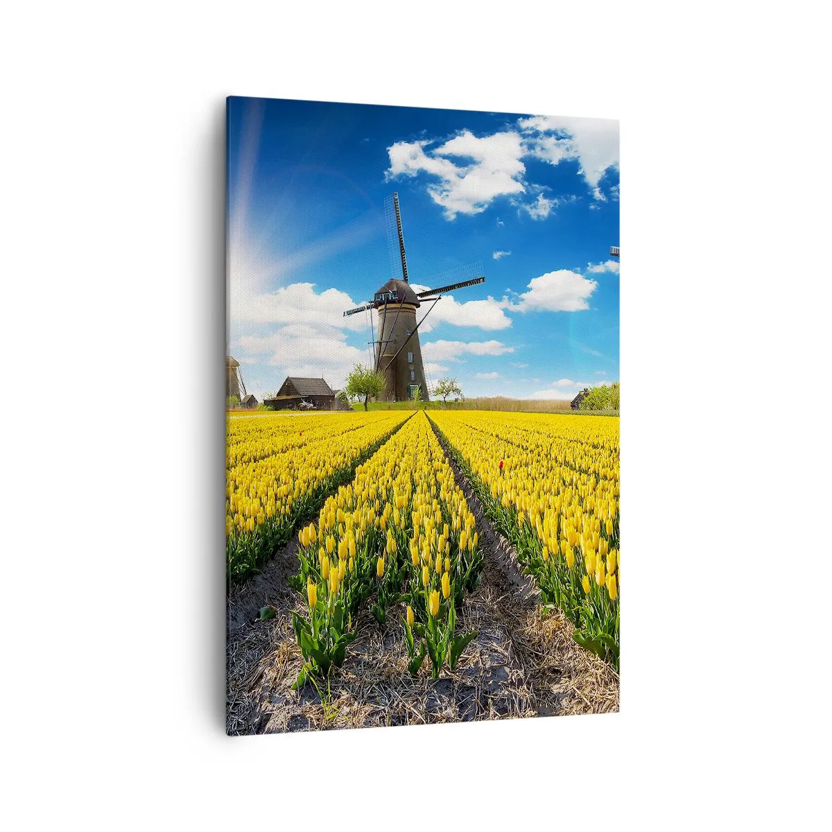 Schilderen op canvas - Hollandser kan het niet - 70x100 cm