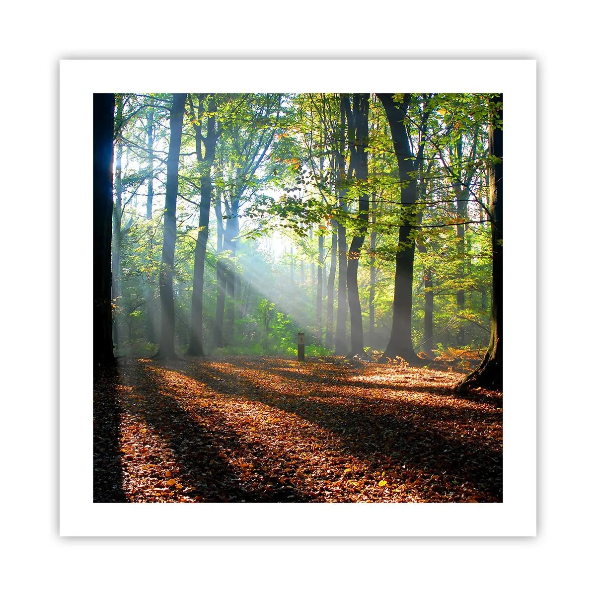 Poster - Lichten en schaduwen - 50x50 cm