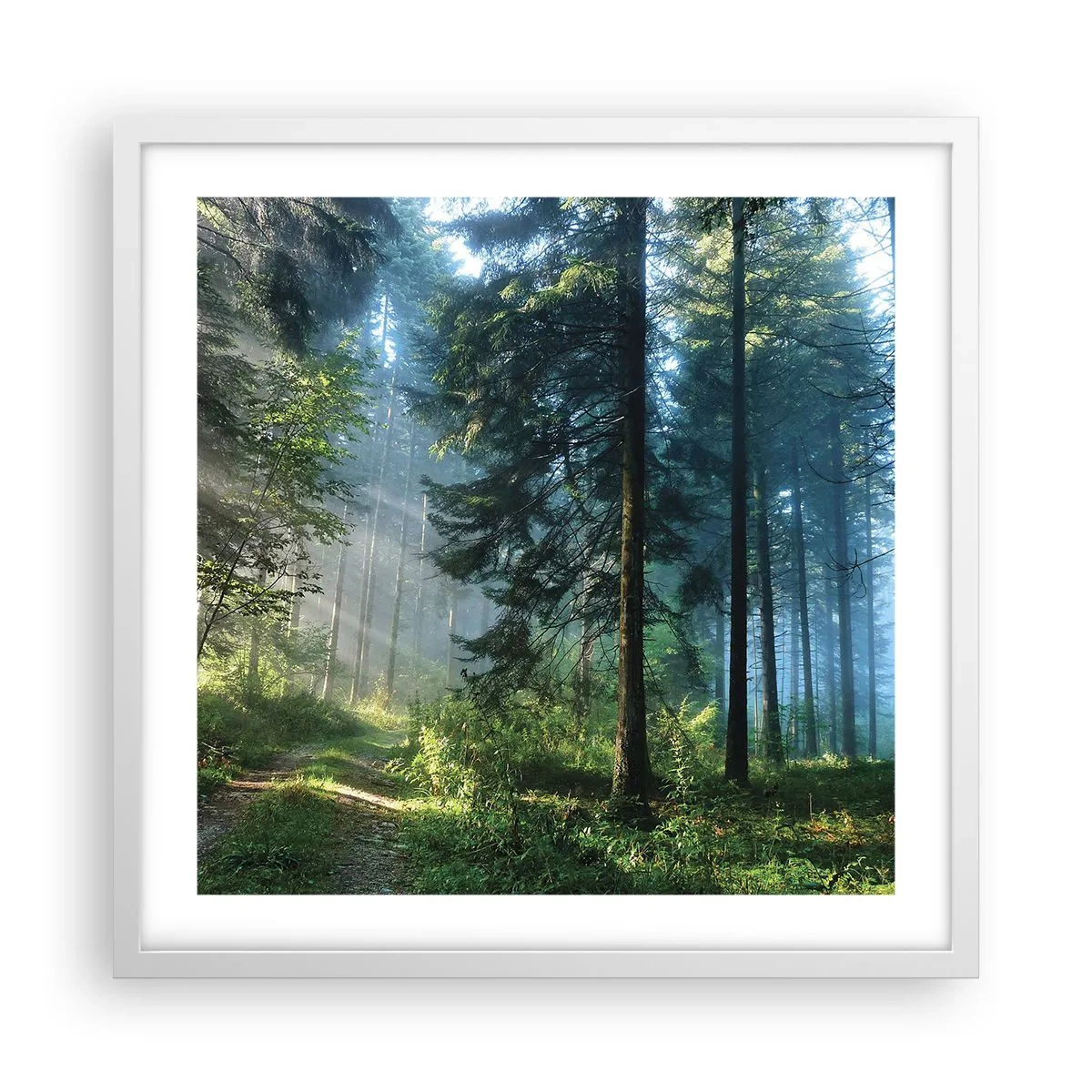 Poster in een witte lijst - Stralend in de ochtend - 50x50 cm
