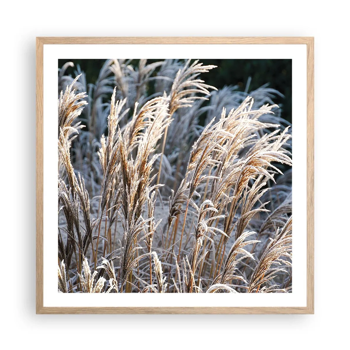 Een poster in een licht eiken lijst - Gekleed met vorst - 60x60 cm