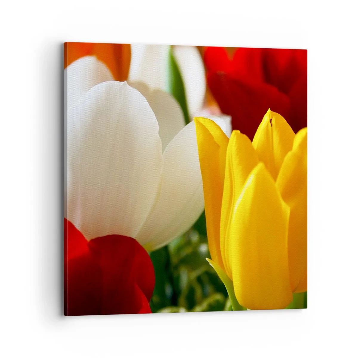 Schilderen op canvas - Tulpenkoorts - 70x70 cm