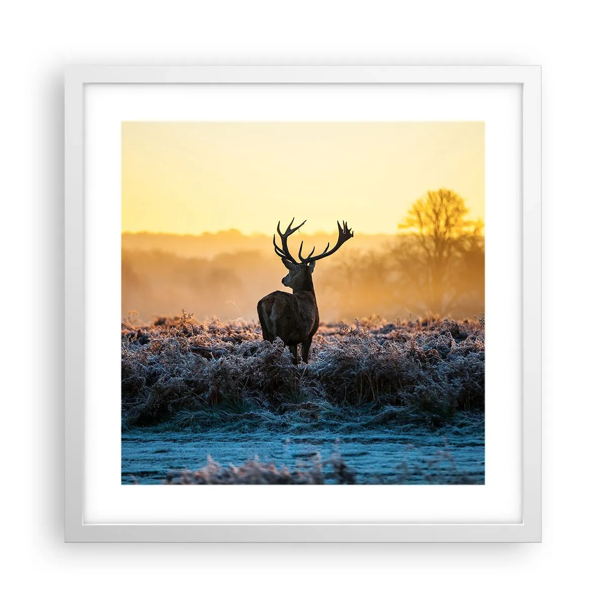 Poster in een witte lijst - Gekroond op zijn landgoed - 40x40 cm