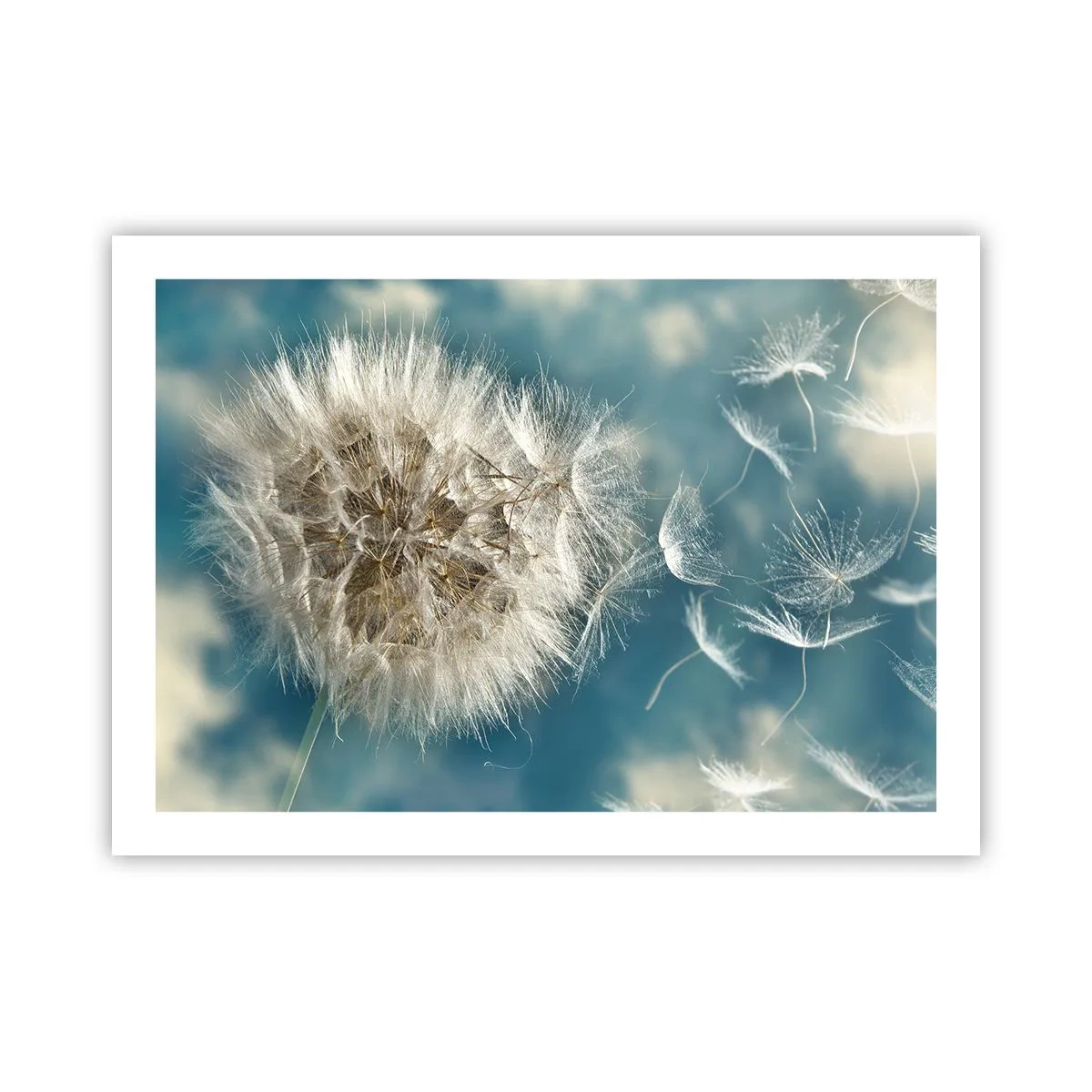 Poster - Engelen adem - 70x50 cm