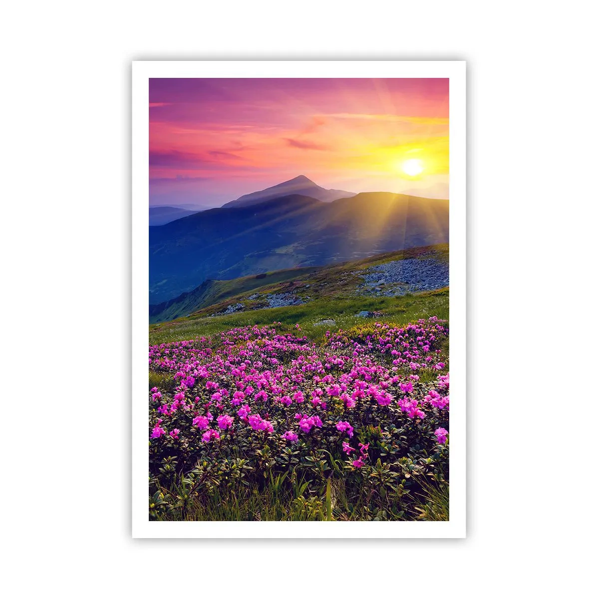 Poster - … En eromheen ruikt het naar bergdennen en de geur van kruiden - 70x100 cm