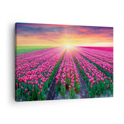 Schilderen op canvas - Een tulpenveld bij zonsondergang - 70x50cm - Beautyfarm - Moderne wanddecoratie voor woonkamer en slaapkamer ARTTOR