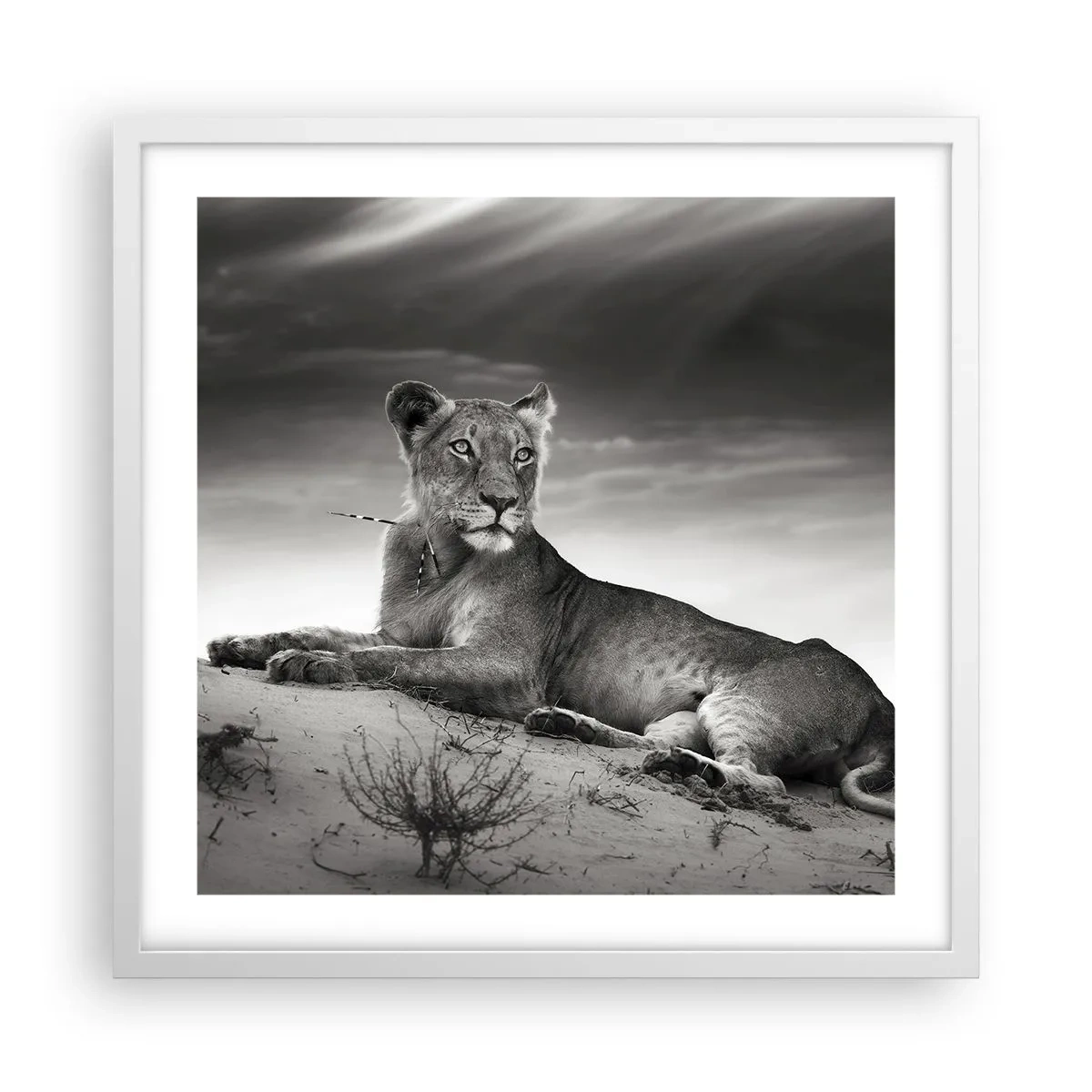 Poster in een witte lijst - De koningin van de woestijn rust - 50x50 cm