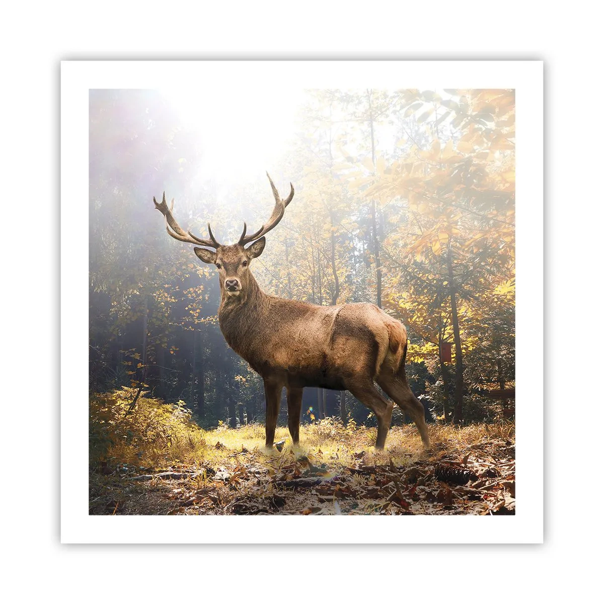 Poster - In volle majesteit - 60x60 cm