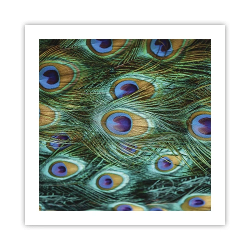Poster - Een pauwenooglook - 50x50 cm