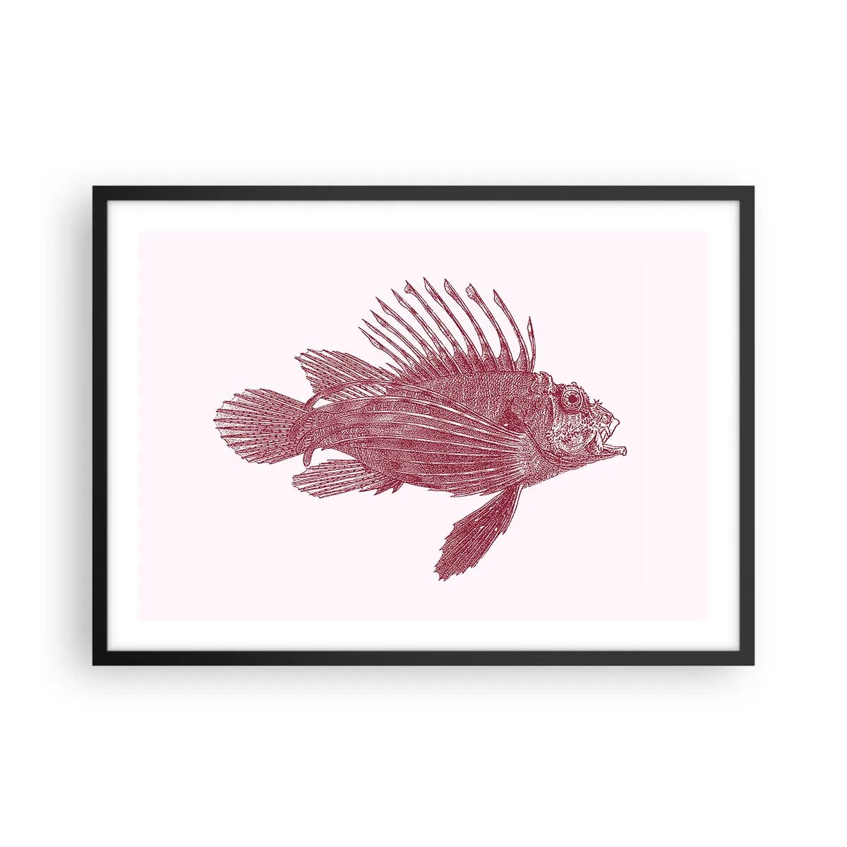 Poster in een zwarte lijst - Inwoner van exotische wateren - 70x50 cm