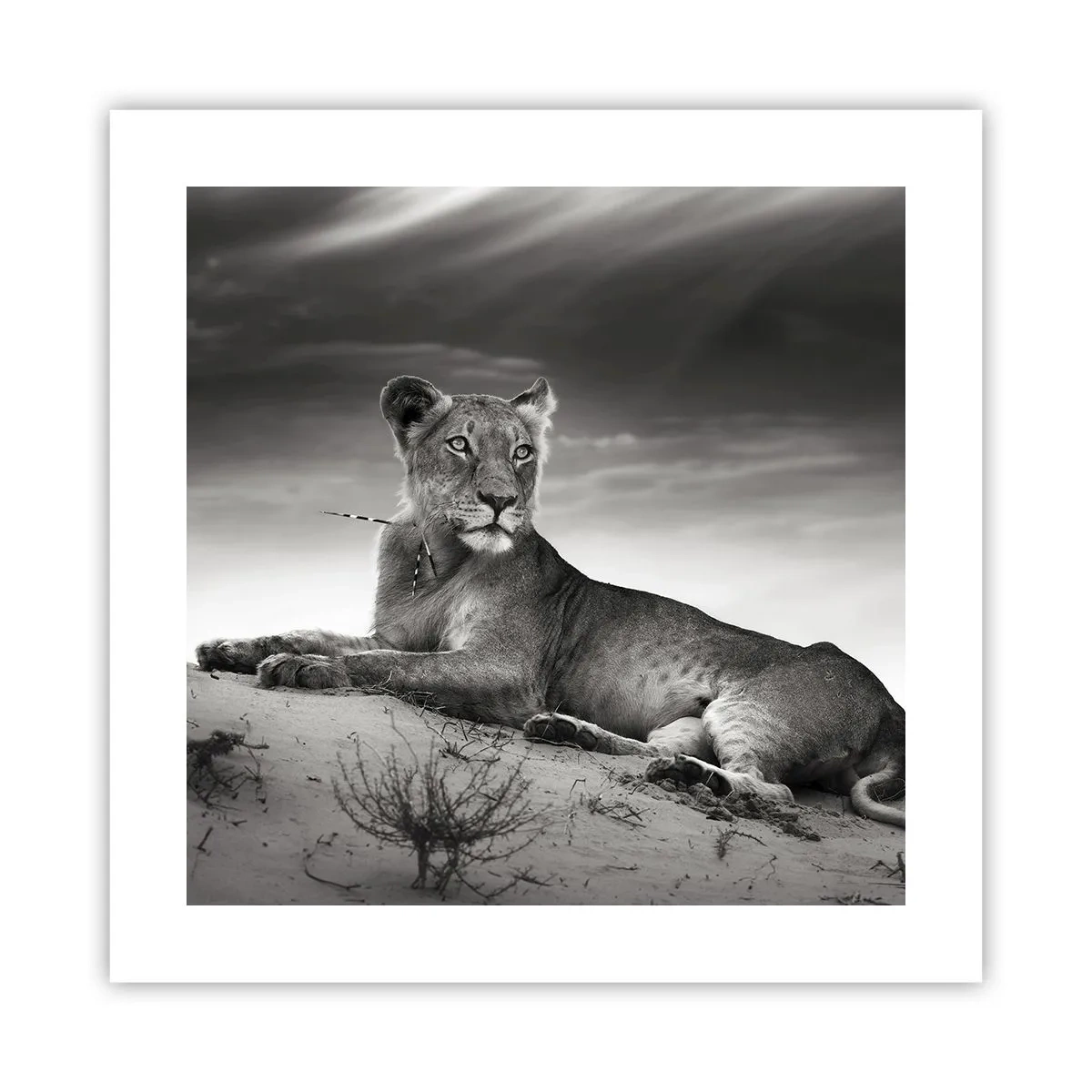 Poster - De koningin van de woestijn rust - 40x40 cm
