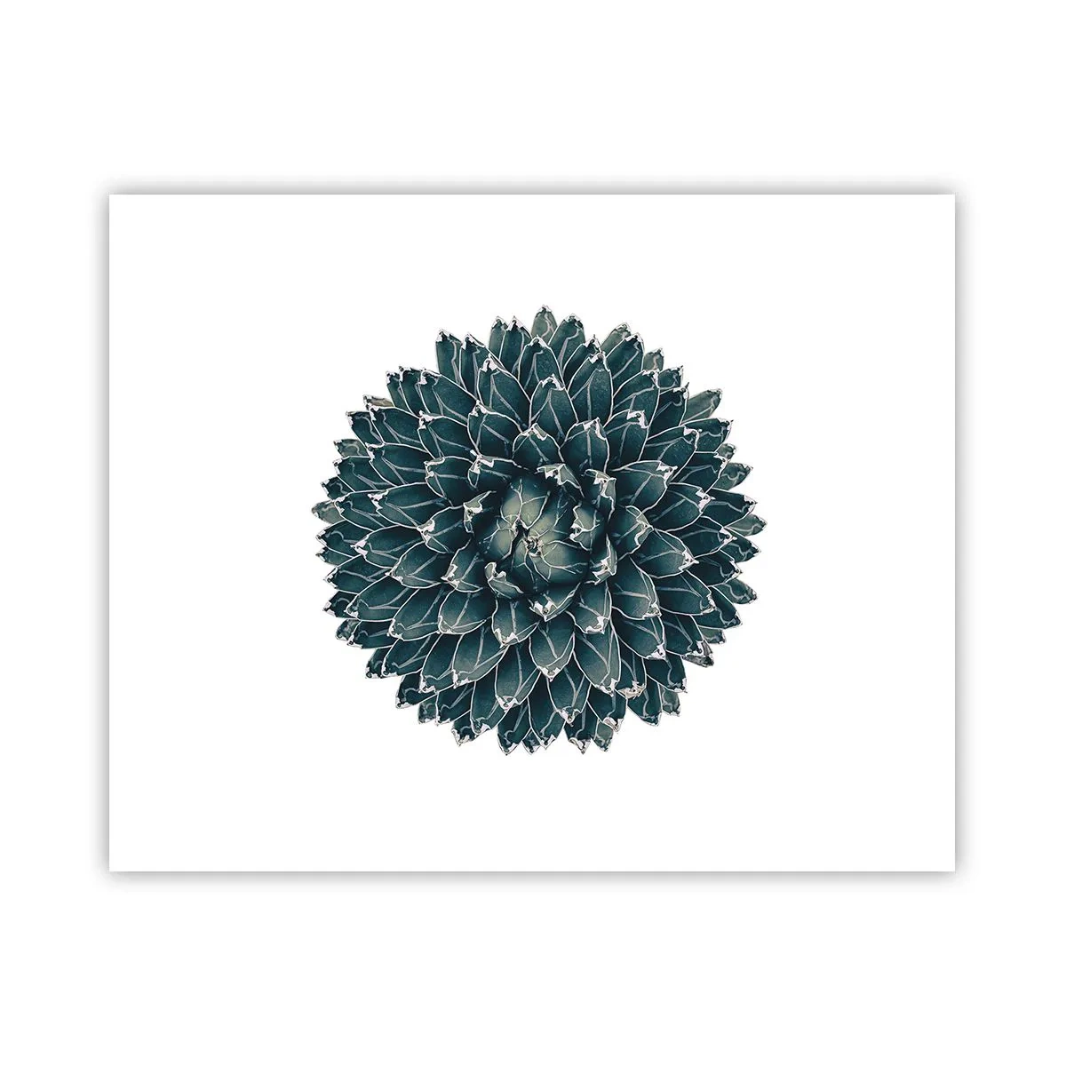 Poster - De ster van de woestijn - 50x40 cm