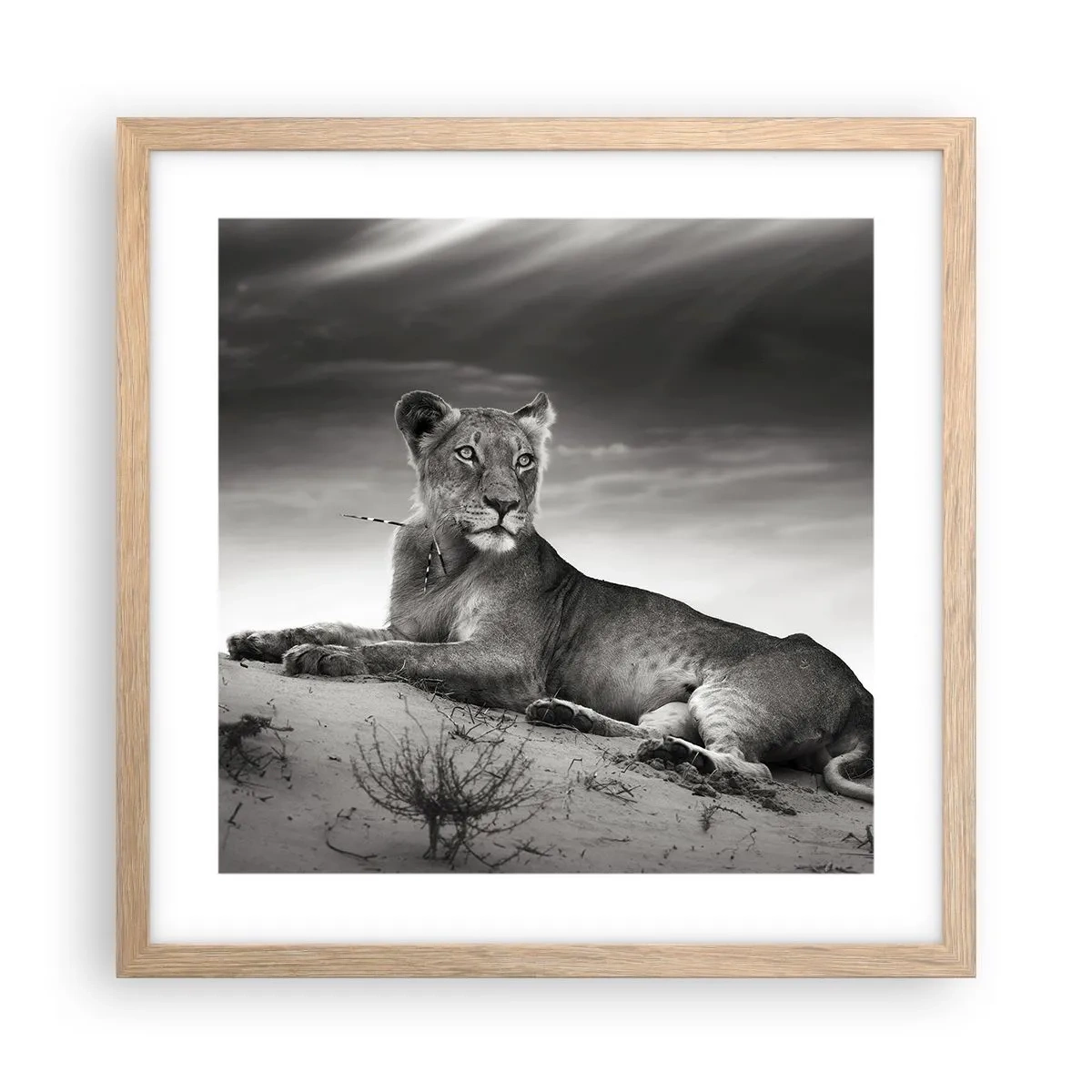 Een poster in een licht eiken lijst - De koningin van de woestijn rust - 40x40 cm