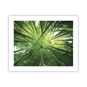 Poster - In een bamboebos - 50x40 cm