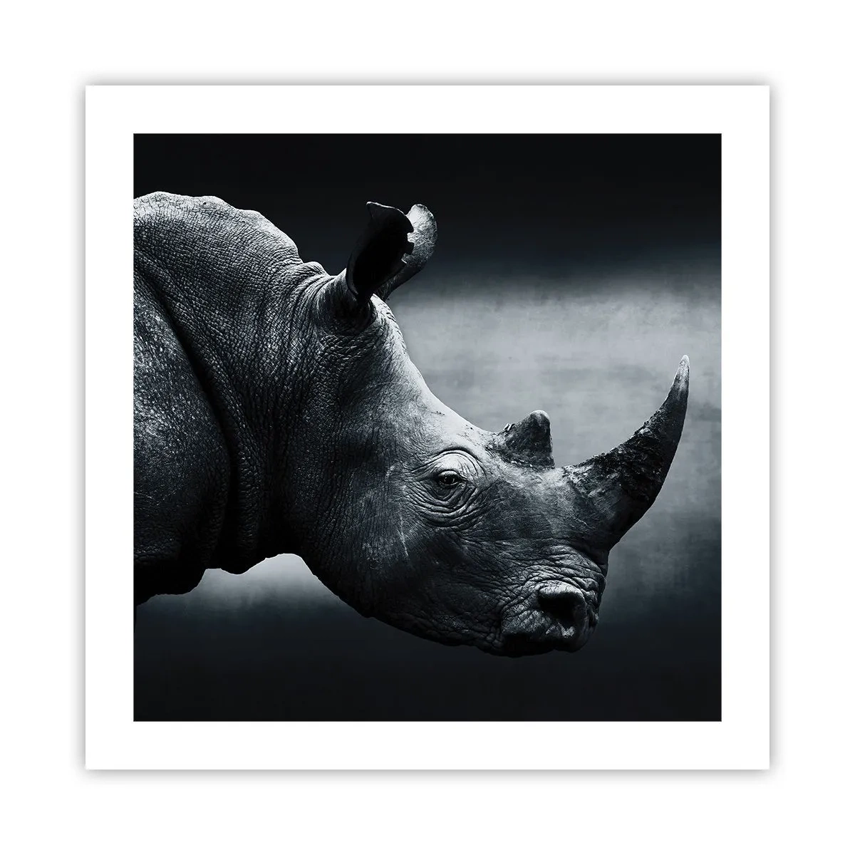 Poster - Rechts profiel - 50x50 cm
