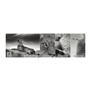 Fotobehang Monster Premium Sand - De koningin van de woestijn rust - Dieren, Leeuw, Woestijn - 100x30 cm