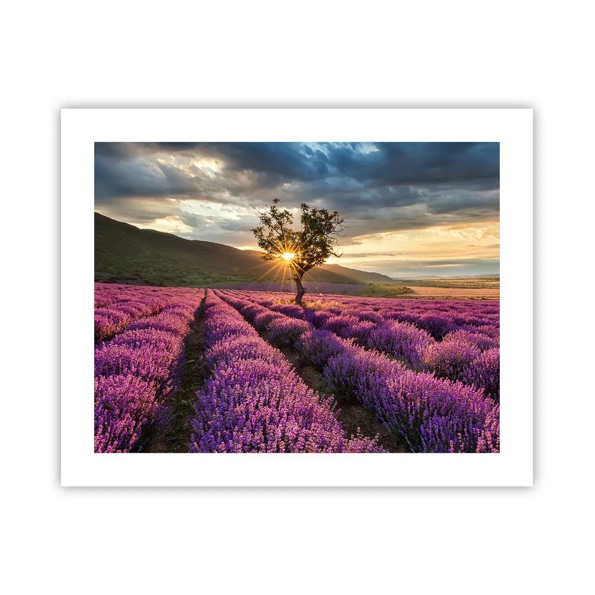 Poster - Lila gekleurd aroma - 50x40 cm
