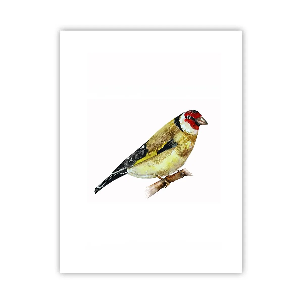 Poster - Vogel portret - 30x40 cm