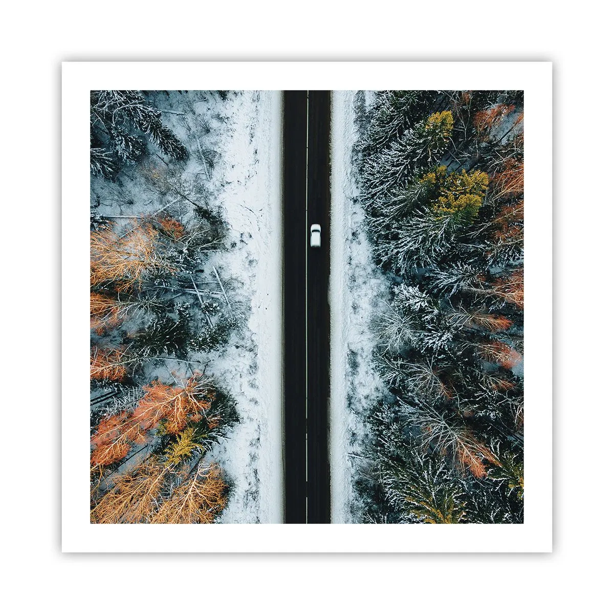 Poster - Snijd door het winterbos - 60x60 cm