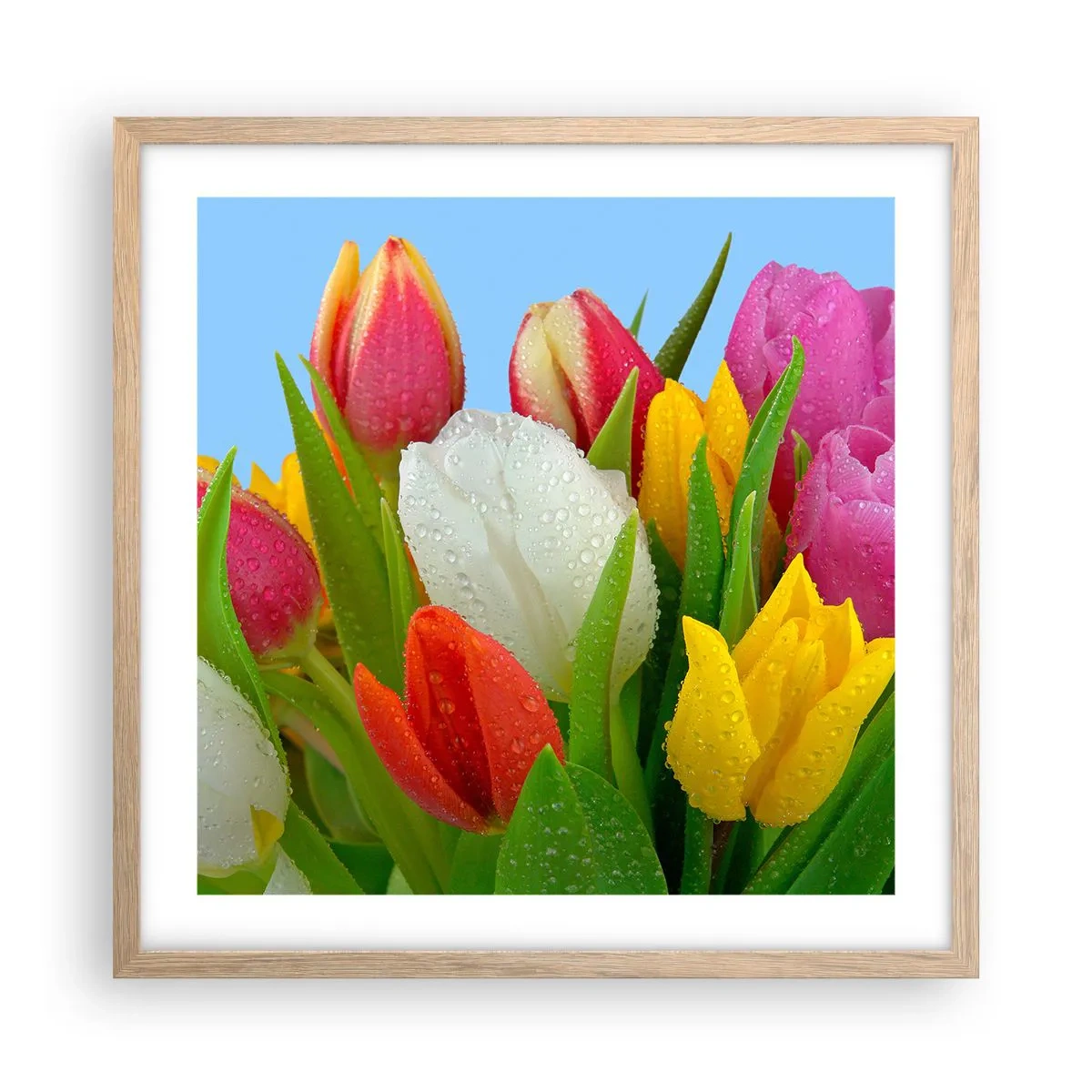 Een poster in een licht eiken lijst - Een bloemenregenboog in dauwdruppels - 50x50 cm