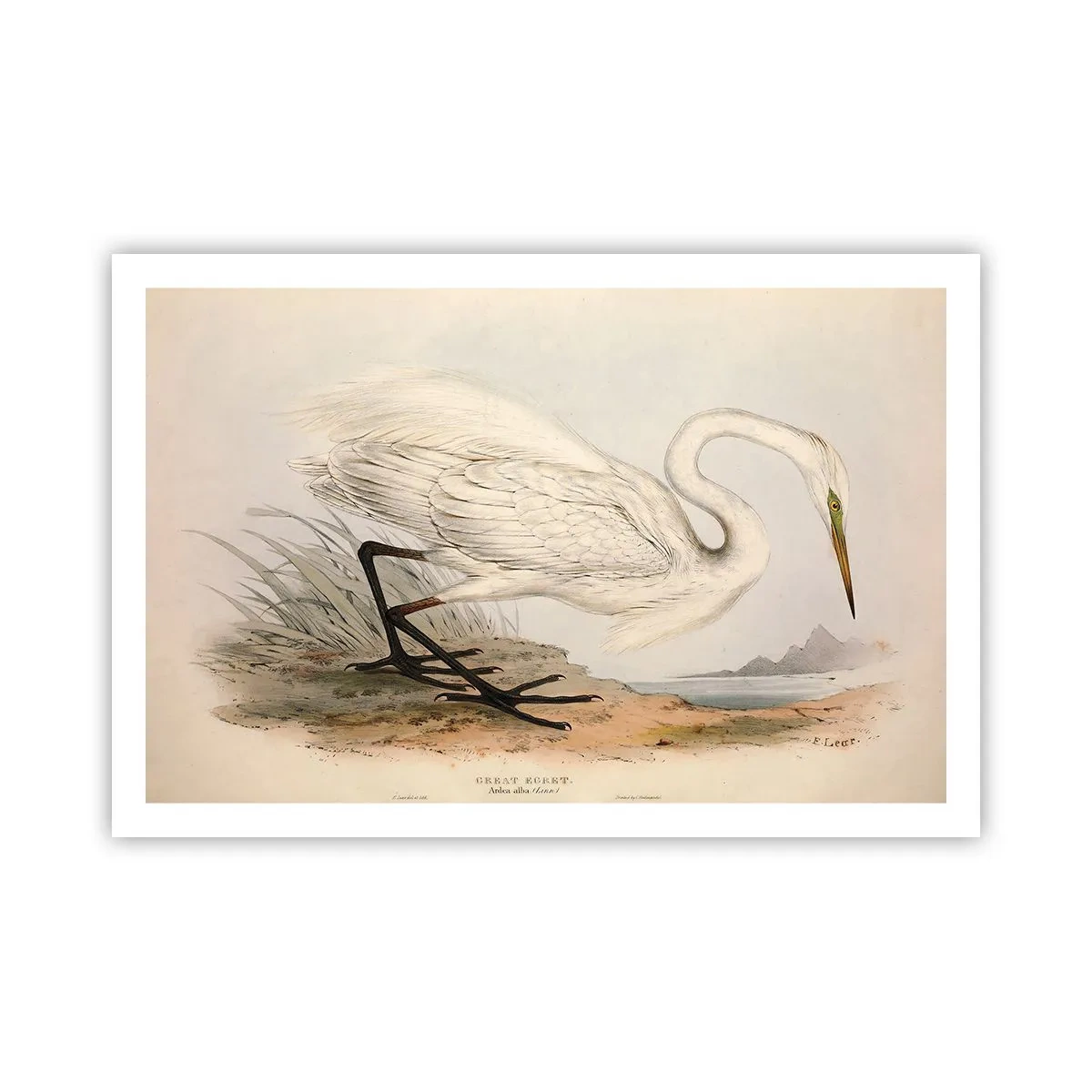 Poster - Dame op de biezen - 91x61 cm