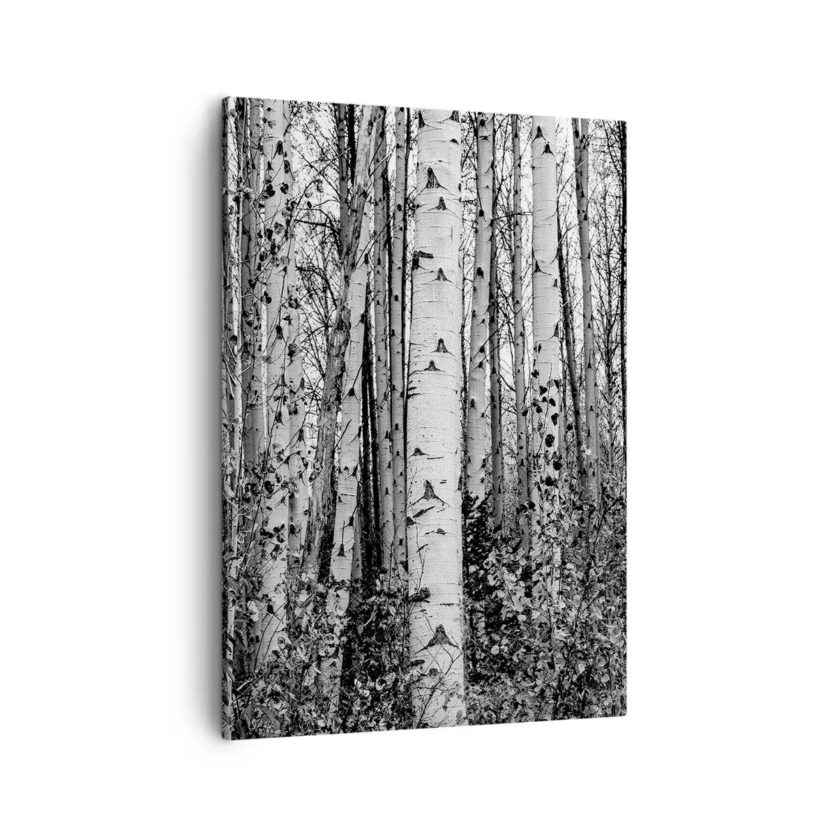 Schilderen op canvas - Berken colonnade - 50x70 cm
