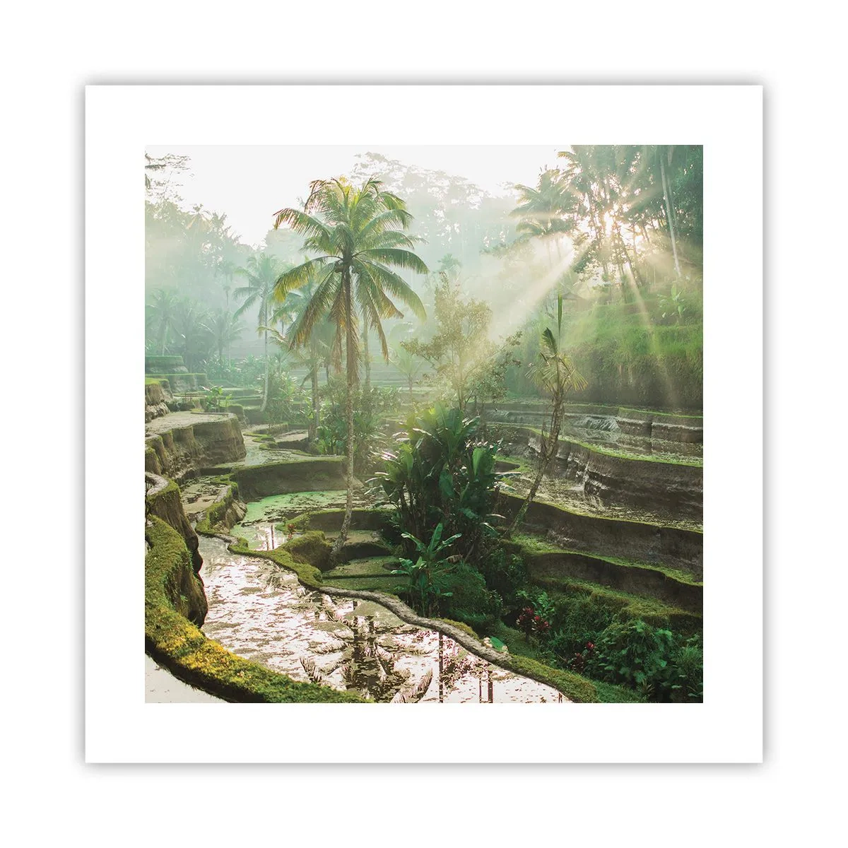 Poster - Opgroeien in de zon - 40x40 cm