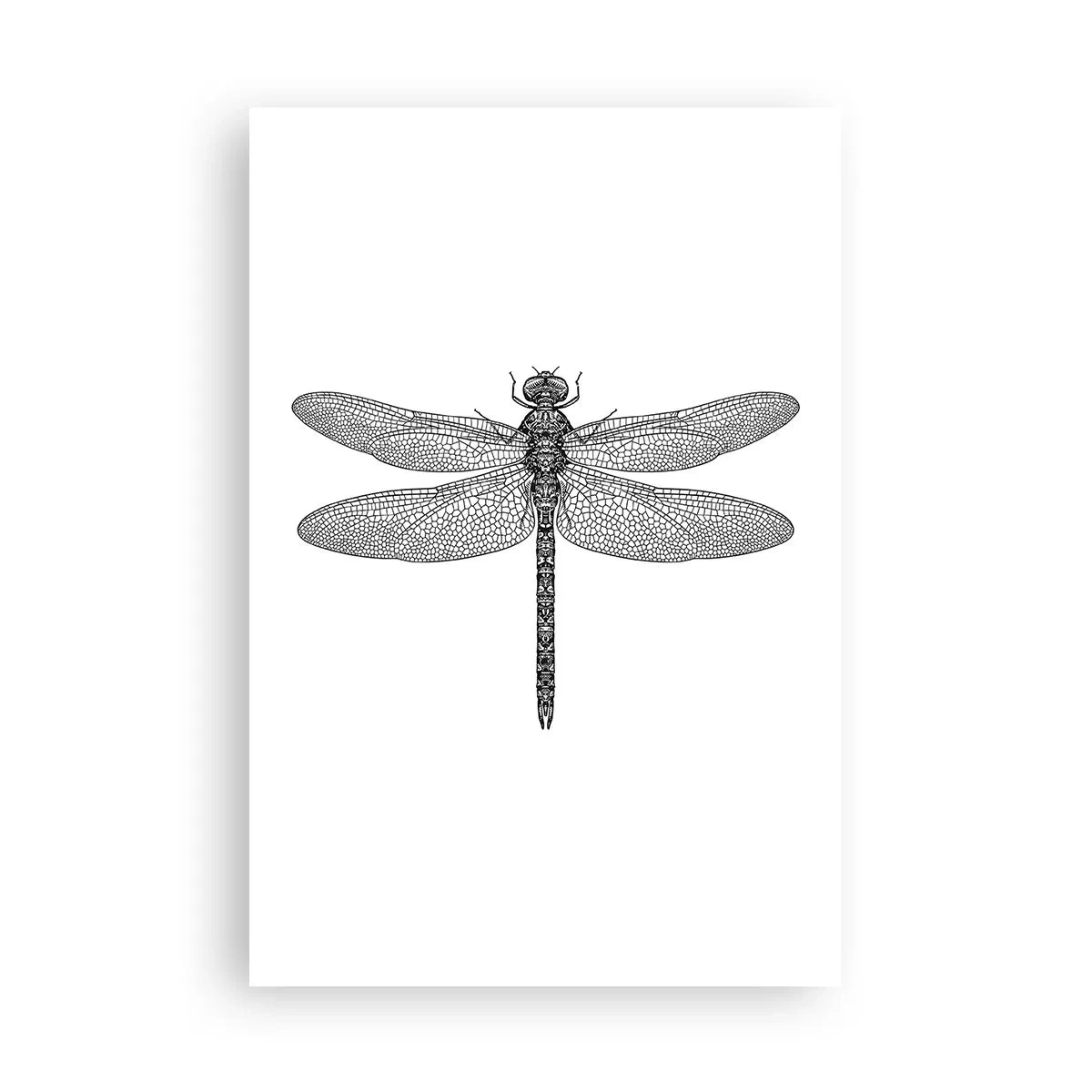 Poster - Precisie van de natuur - 61x91 cm