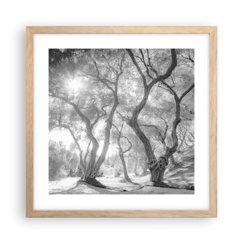 Een poster in een licht eiken lijst - In de olijfboomgaard - 40x40 cm