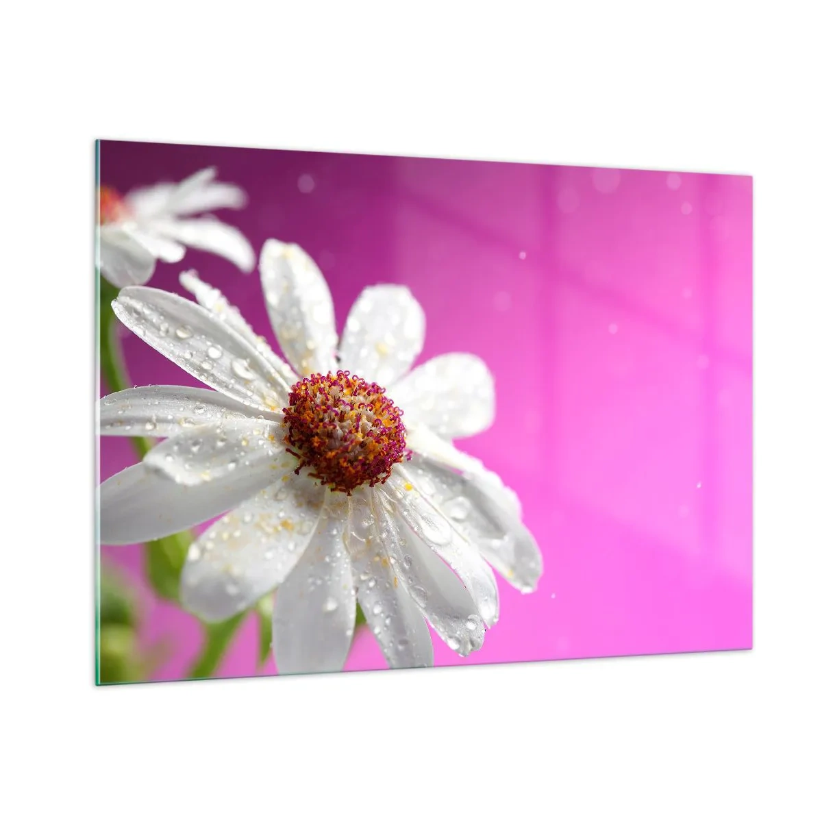 Schilderen op glas - Bescheiden in zijn schoonheid - 100x70 cm