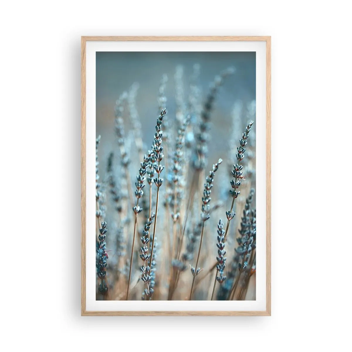 Een poster in een licht eiken lijst - Geurig korenveld - 61x91 cm