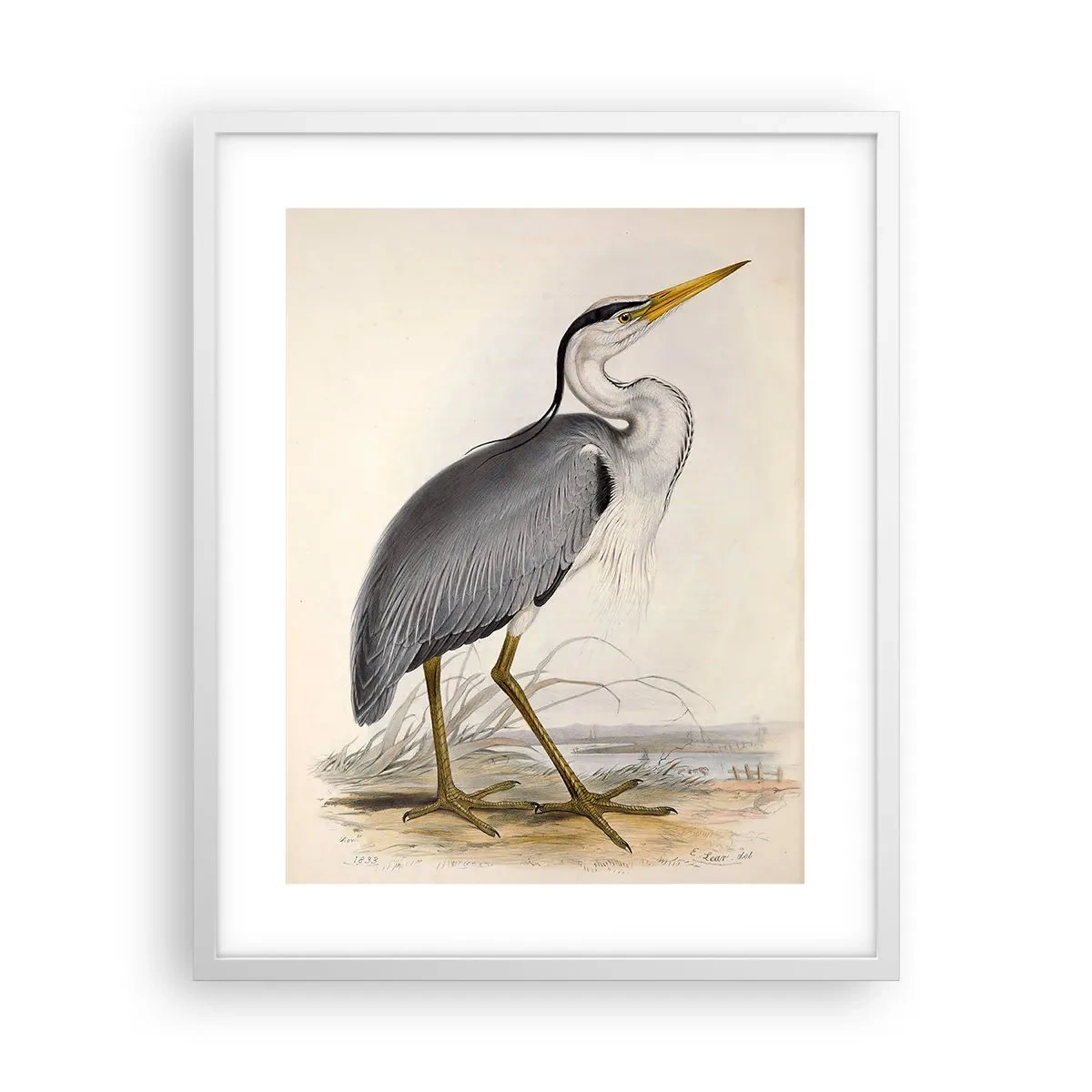 Poster in een witte lijst - Charmes van de reiger - 40x50 cm
