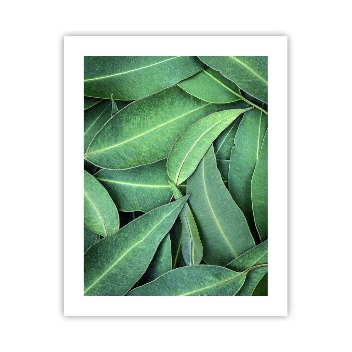 Poster - Sappig en fris - 40x50 cm