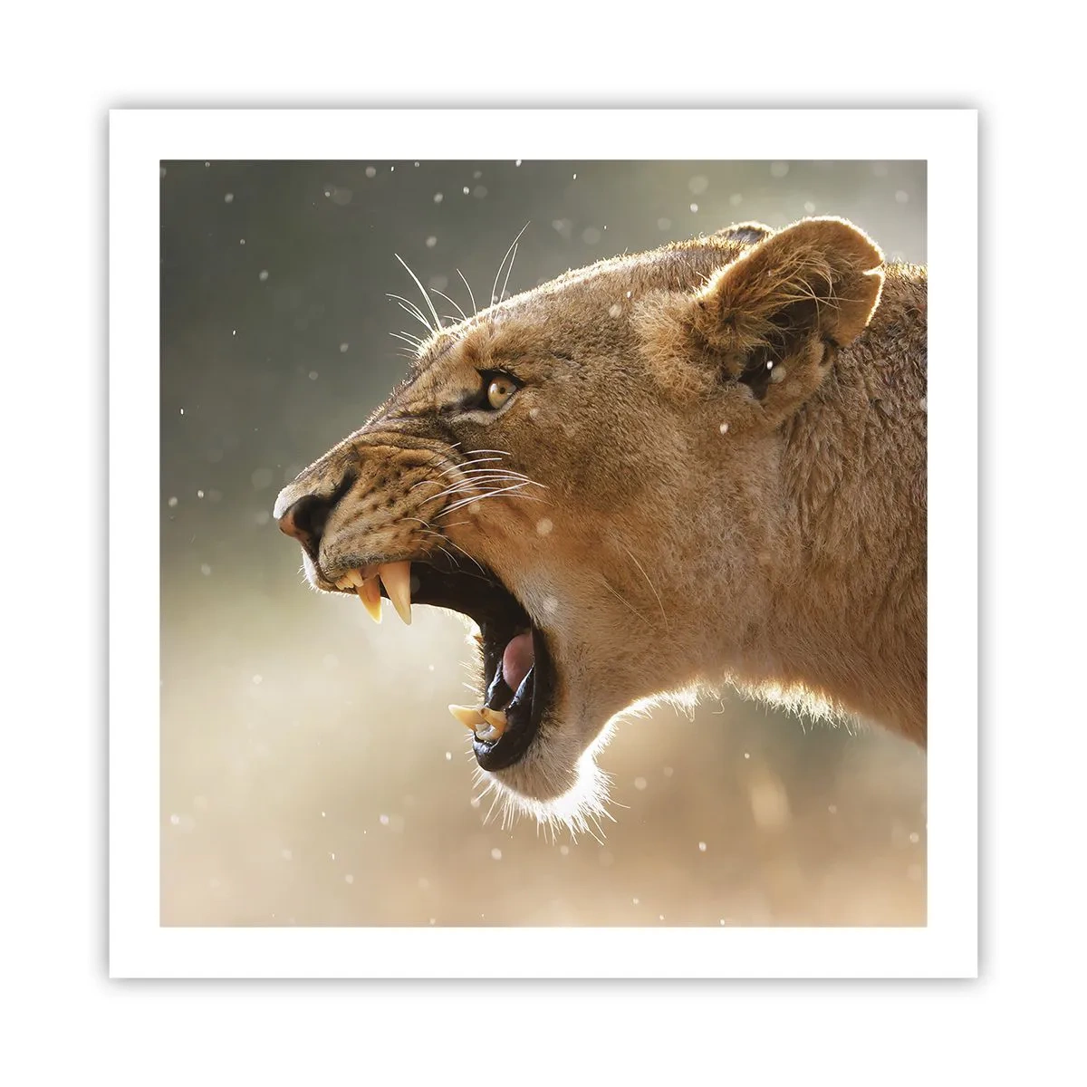 Poster - Probeer niet te luisteren - 60x60 cm
