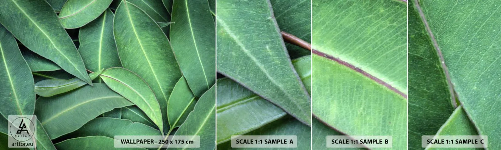 Fotobehang Staaltje Standard Eco - Sappig en fris - Bladeren, Eucalyptus, Natuur - 100x30 cm