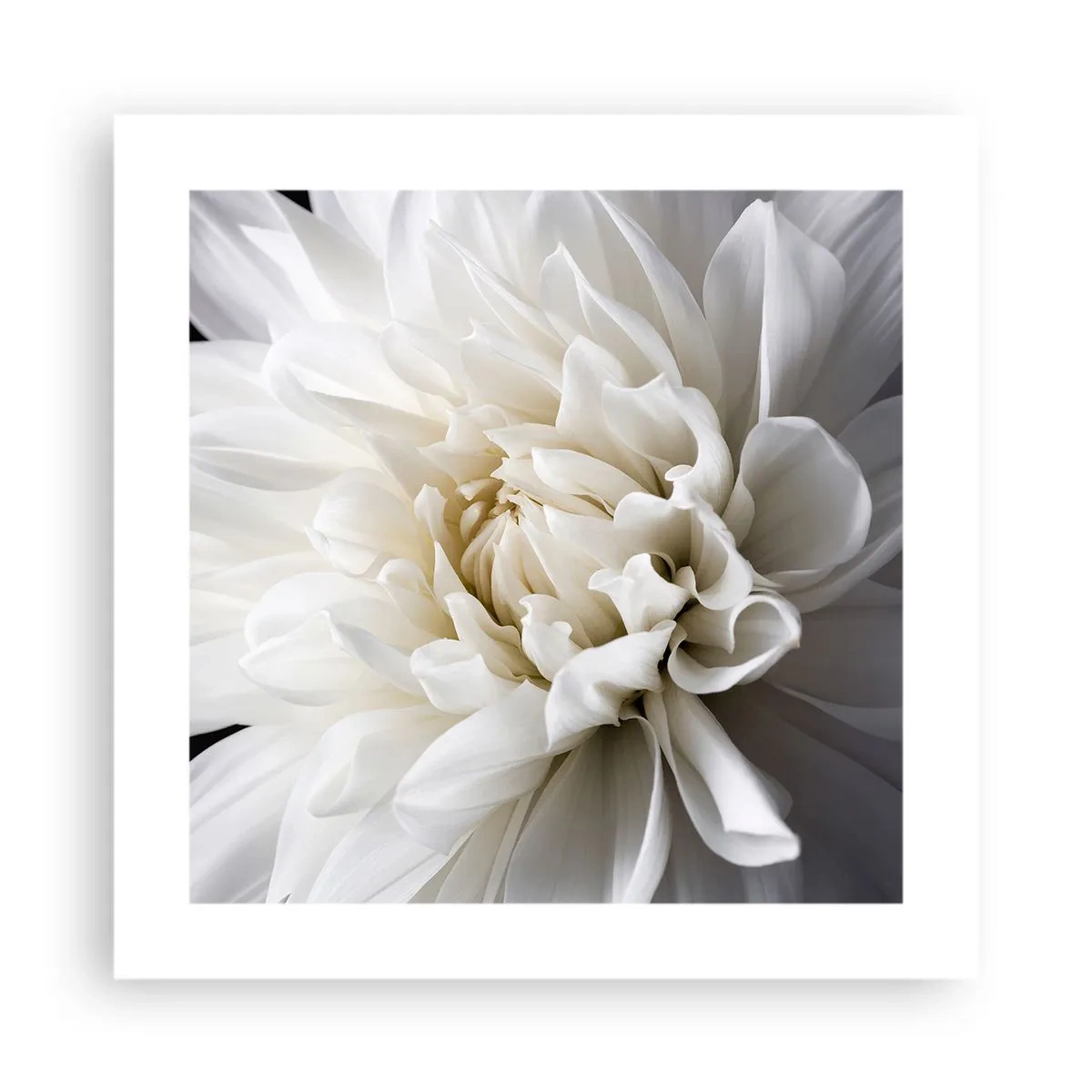 Poster - Ochtend van de bruid - 40x40 cm