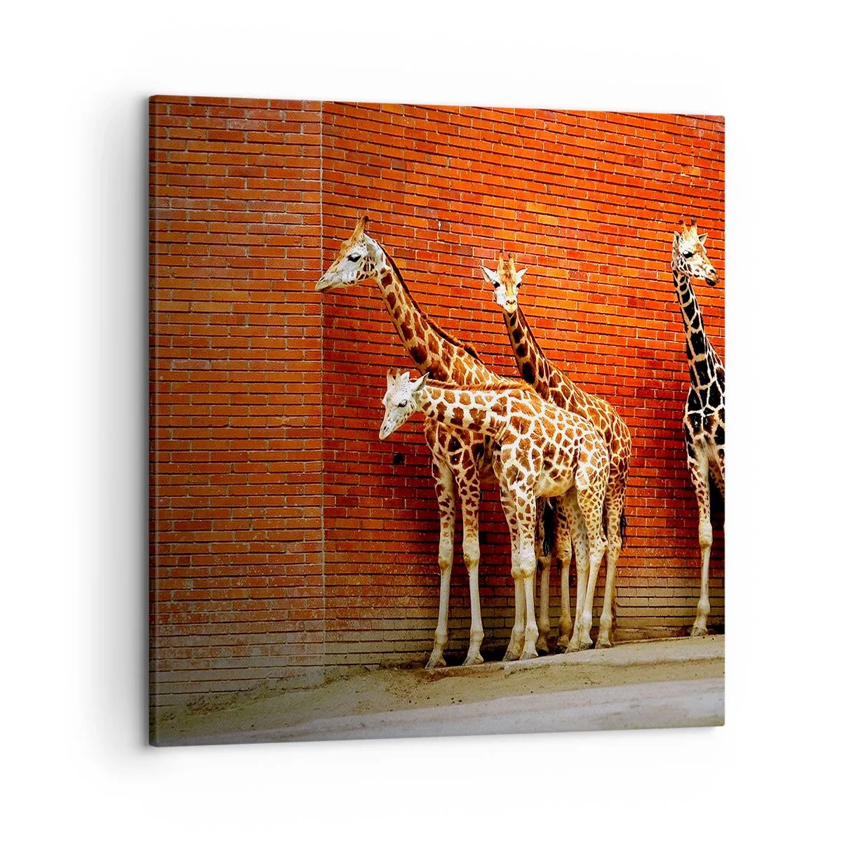 Schilderen op canvas - Zie je acacia? - 50x50 cm