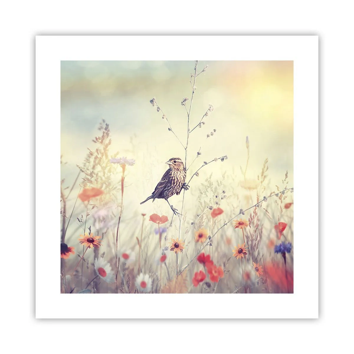 Poster - Vogelportret met een weiland op de achtergrond - 40x40 cm