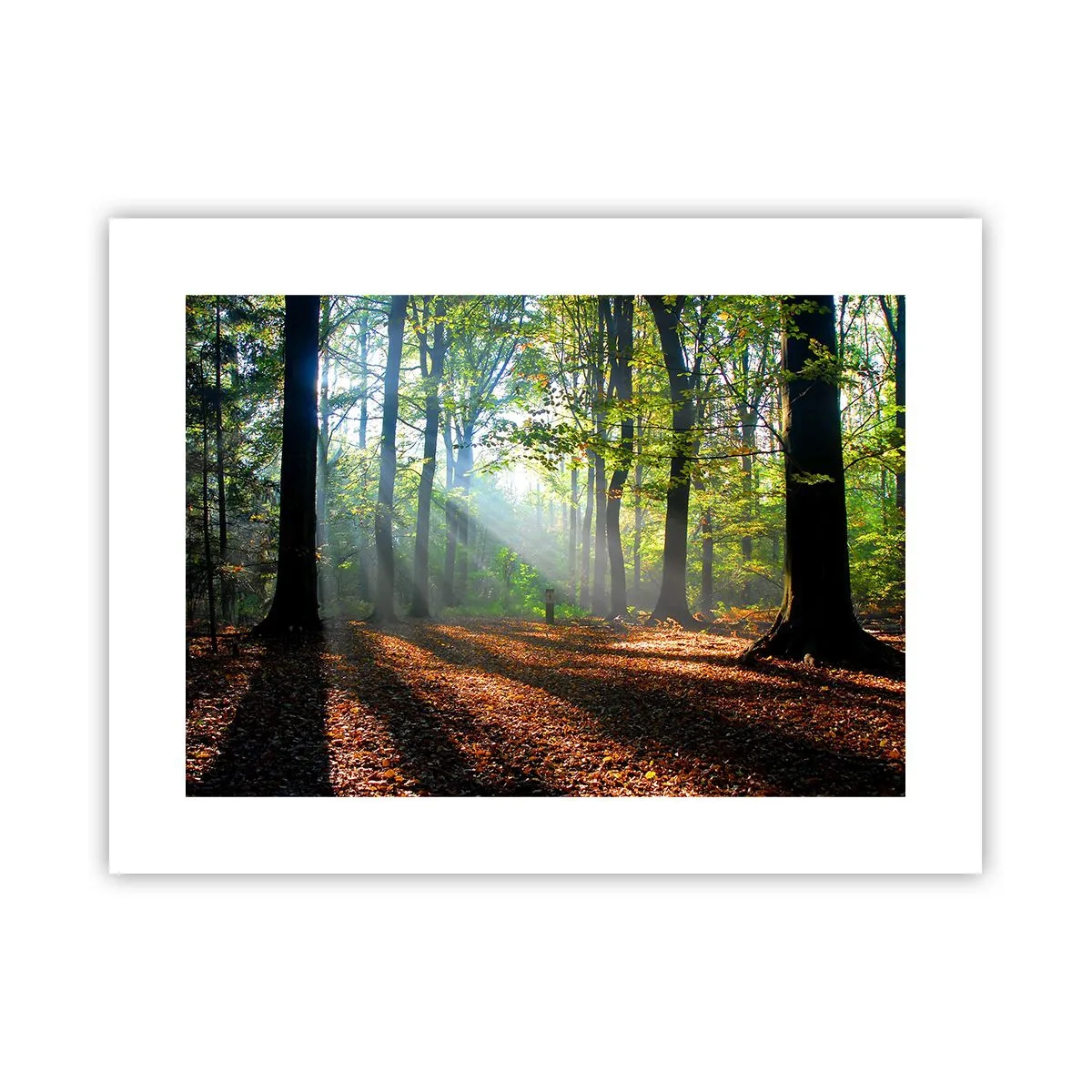 Poster - Lichten en schaduwen - 40x30 cm