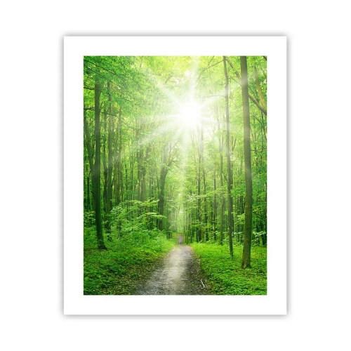 Poster - De groene kathedraal - 40x50 cm