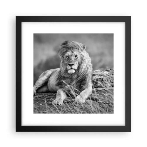 Poster in een zwarte lijst - Koninklijke siësta - 30x30 cm