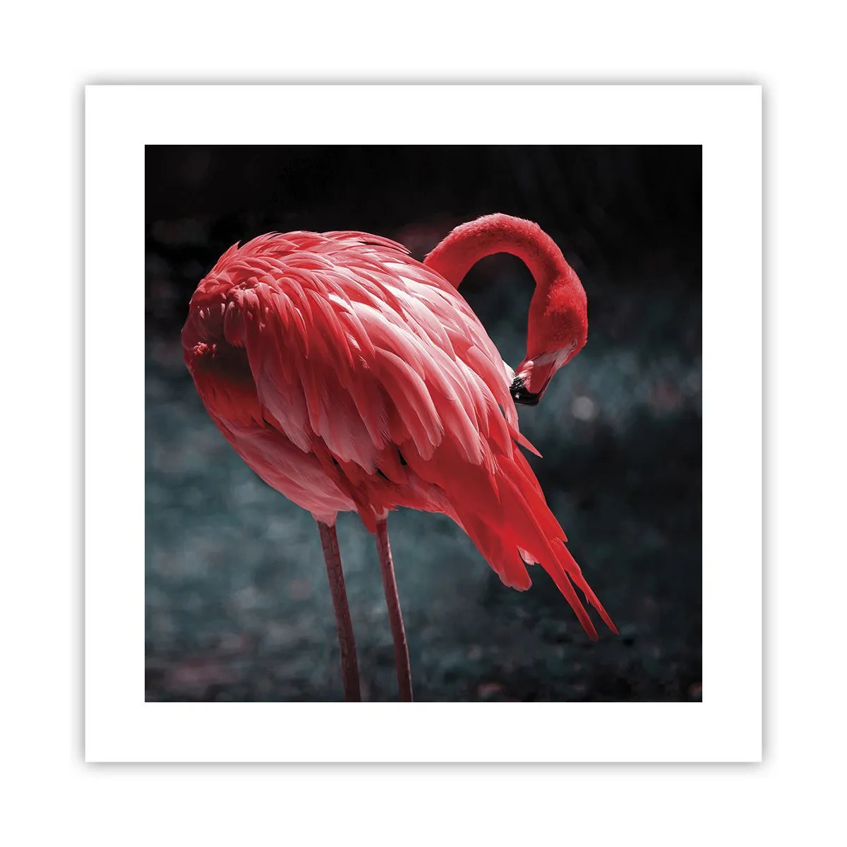 Poster - Een karmozijnrood gedicht van de natuur - 40x40 cm