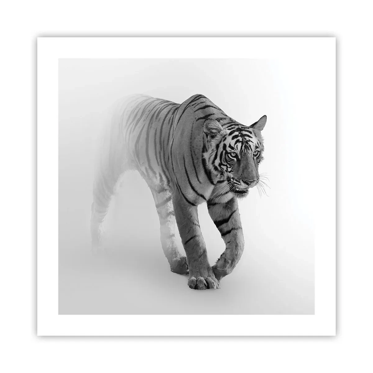 Poster - Gehurkt in de mist - 50x50 cm