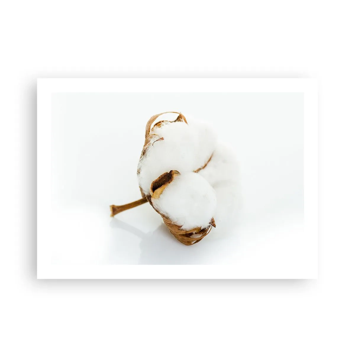 Poster - Zacht van aard - 70x50 cm