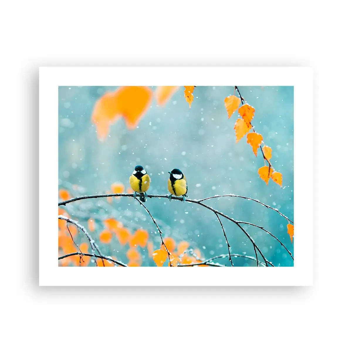 Poster - Vogelroddel - 50x40 cm